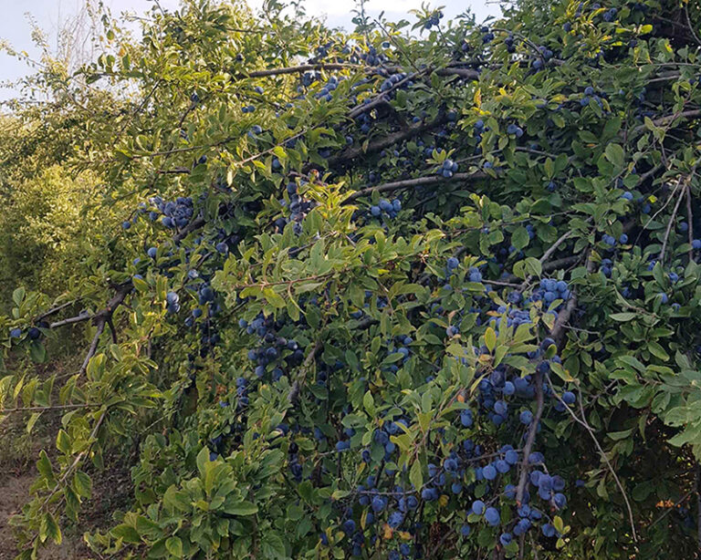 Moschini Farms - Bargnoli Prunus Spinosa