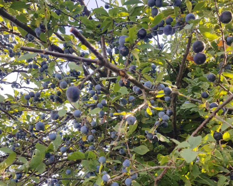 Moschini Farms - rami di Prunus Spinosa